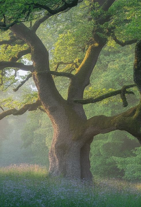 Shinrin-yoku - Imersão Consciente na Natureza